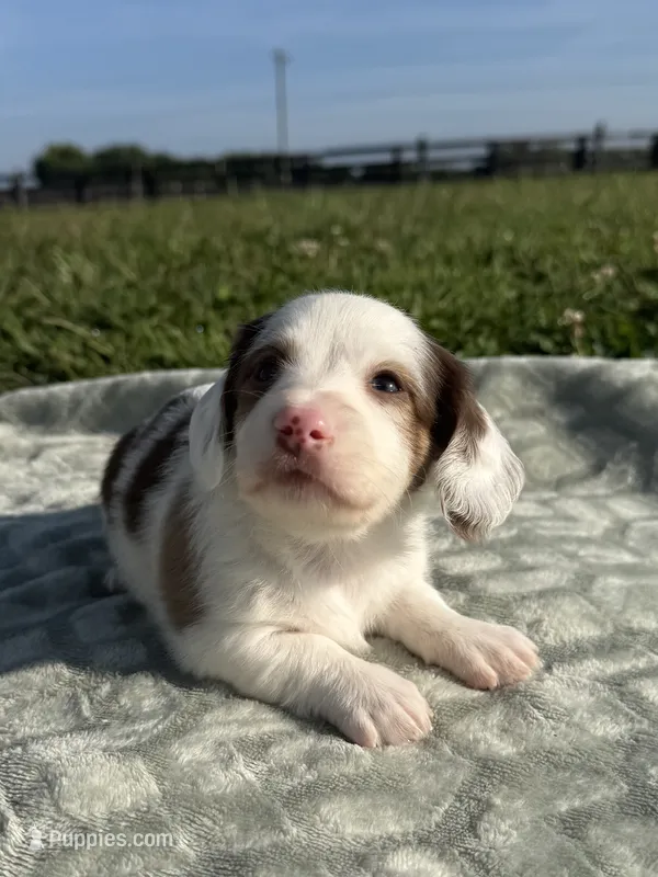 Mavis  – Dachshund, Miniature Dachshund puppy for sale in Lexington, KY