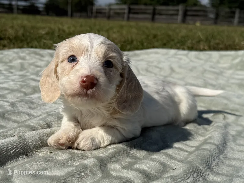 Maverick – Dachshund, Miniature Dachshund puppy for sale in Lexington, KY