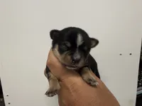 Buddy , a male Chihuahua for sale in Lexington, KY – 5 of 7