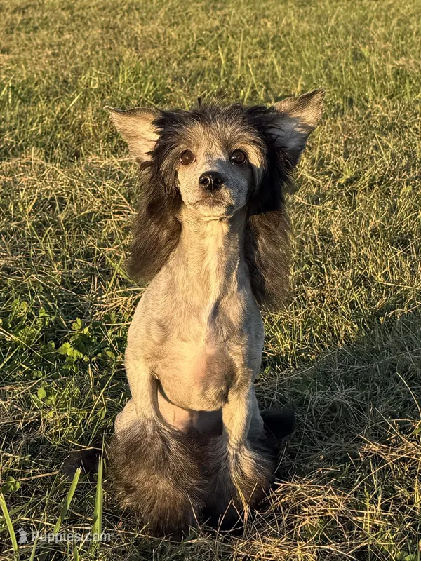 Dover, Ch sired  – Chinese Crested puppy for sale in Lexington, KY