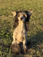 Dover, Ch sired , a male Chinese Crested for sale in Lexington, KY – 3 of 10