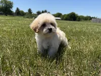 Winnie , a female Maltipoo for sale in Lexington, KY – 6 of 7