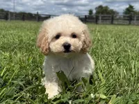 Molly , a female Poodle - Toy  and Poodle - Miniature  for sale in Lexington, KY – 2 of 5