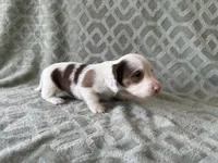 Mavis , a female Dachshund and Miniature Dachshund for sale in Lexington, KY – 2 of 5
