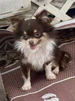 Chip, a male Chihuahua for sale in Lexington, KY – 7 of 9