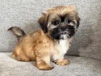 Marshall, a male Shih Tzu for sale in Lexington, KY – 5 of 5