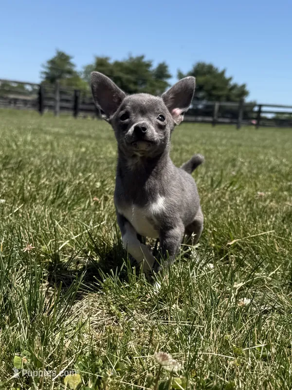 Dunkin – Chihuahua, Toy Fox Terrier puppy for sale in Lexington, KY