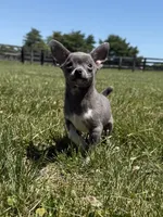 Dunkin, a male Chihuahua and Toy Fox Terrier for sale in Lexington, KY – 1 of 10