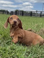  Violet, a female Dachshund and Miniature Dachshund for sale in Lexington, KY – 2 of 6