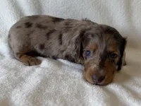 Gibby , a male Dachshund and Miniature Dachshund for sale in Lexington, KY – Photo 6 of 8