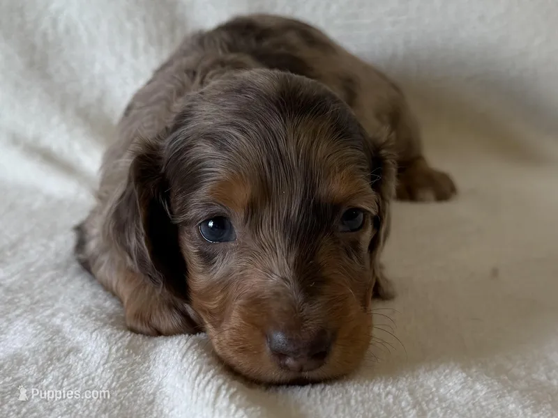 Gibby  – Dachshund, Miniature Dachshund puppy for sale in Lexington, KY