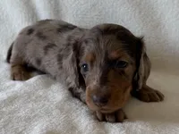 Gibby , a male Dachshund and Miniature Dachshund for sale in Lexington, KY – Photo 2 of 8