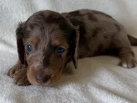 Gibby , a male Dachshund and Miniature Dachshund for sale in Lexington, KY – Photo 4 of 8