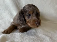 Gibby , a male Dachshund and Miniature Dachshund for sale in Lexington, KY – Photo 5 of 8