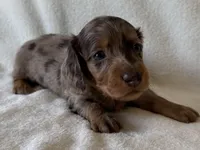 Gibby , a male Dachshund and Miniature Dachshund for sale in Lexington, KY – Photo 3 of 8