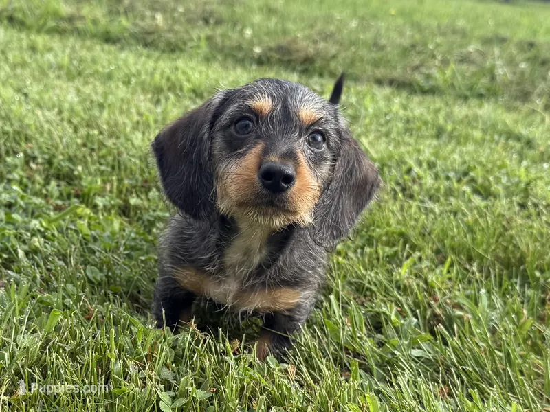 Sandy – Dachshund, Miniature Dachshund puppy for sale in Lexington, KY