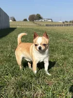 Buddy , a male Chihuahua for sale in Lexington, KY – 7 of 7