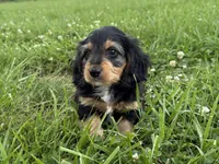 Burt-read description , a male Dachshund and Miniature Dachshund for sale in Lexington, KY – 2 of 6