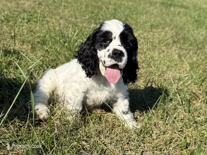 Jack – Cocker Spaniel puppy for sale in Lexington, KY