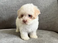 Pinky, a female Poodle - Toy  and Poodle - Miniature  for sale in Lexington, KY – 4 of 7