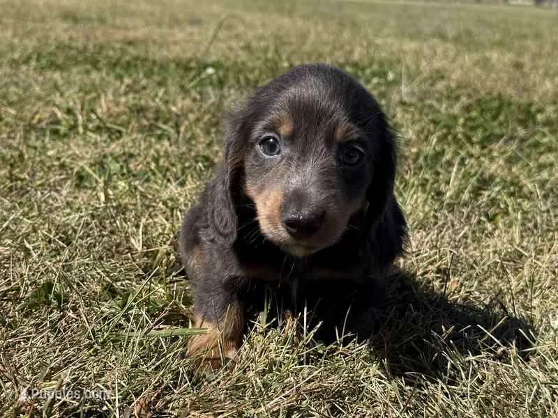 Zolo – Dachshund, Miniature Dachshund puppy for sale in Lexington, KY