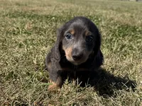 Zolo, a male Dachshund and Miniature Dachshund for sale in Lexington, KY – 1 of 8