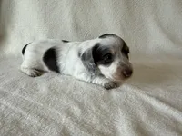 Nuala, a female Dachshund and Miniature Dachshund for sale in Lexington, KY – Photo 3 of 9