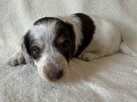 Nuala, a female Dachshund and Miniature Dachshund for sale in Lexington, KY – Photo 5 of 9