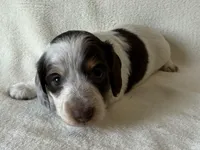 Nuala, a female Dachshund and Miniature Dachshund for sale in Lexington, KY – Photo 2 of 9