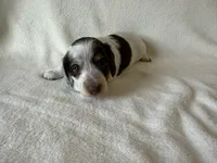 Nuala, a female Dachshund and Miniature Dachshund for sale in Lexington, KY – Photo 7 of 9