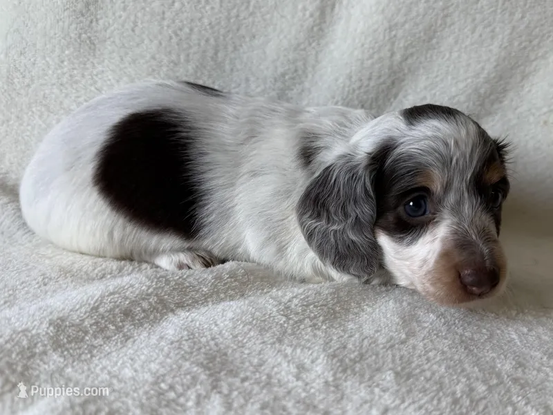 Nuala – Dachshund, Miniature Dachshund puppy for sale in Lexington, KY