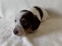 Nuala, a female Dachshund and Miniature Dachshund for sale in Lexington, KY – Photo 6 of 9