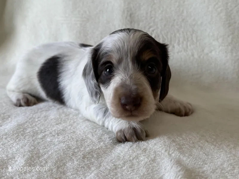 Nuala – Dachshund, Miniature Dachshund puppy for sale in Lexington, KY