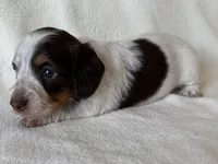 Nuala, a female Dachshund and Miniature Dachshund for sale in Lexington, KY – Photo 4 of 9