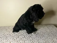 Indy , a female Cocker Spaniel for sale in Lexington, KY – Photo 3 of 5