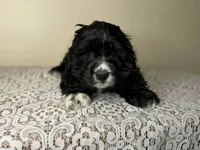 Indy , a female Cocker Spaniel for sale in Lexington, KY – Photo 2 of 5