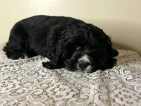 Indy , a female Cocker Spaniel for sale in Lexington, KY – Photo 1 of 5