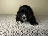 Indy , a female Cocker Spaniel for sale in Lexington, KY – Photo 5 of 5