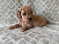 Peaches , a female Poodle - Miniature  for sale in Lexington, KY – 3 of 5
