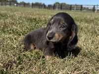 Zolo, a male Dachshund and Miniature Dachshund for sale in Lexington, KY – 2 of 8