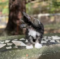 Autumn , a female Chinese Crested for sale in Lexington, KY – 4 of 6