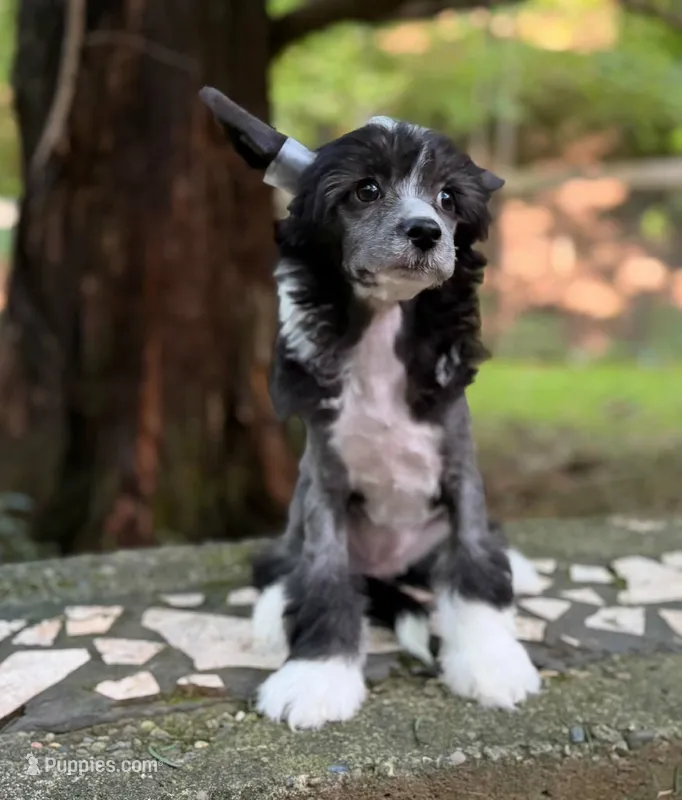Dolly – Chinese Crested puppy for sale in Lexington, KY