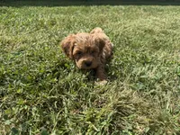 Teddy , a male Cockapoo for sale in Lexington, KY – 7 of 7