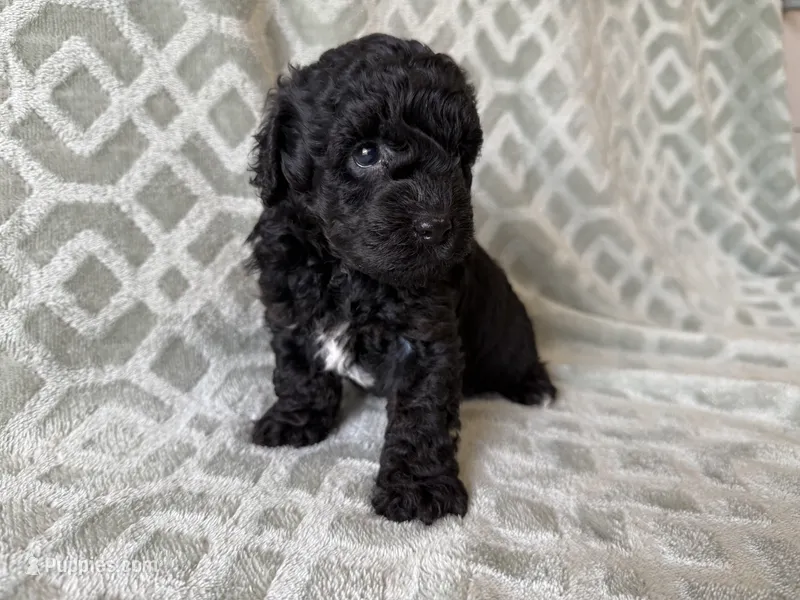 Pete  – Poodle - Miniature  puppy for sale in Lexington, KY