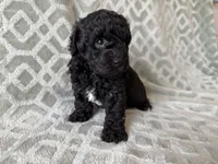 Pete , a male Poodle - Miniature  for sale in Lexington, KY – 1 of 5