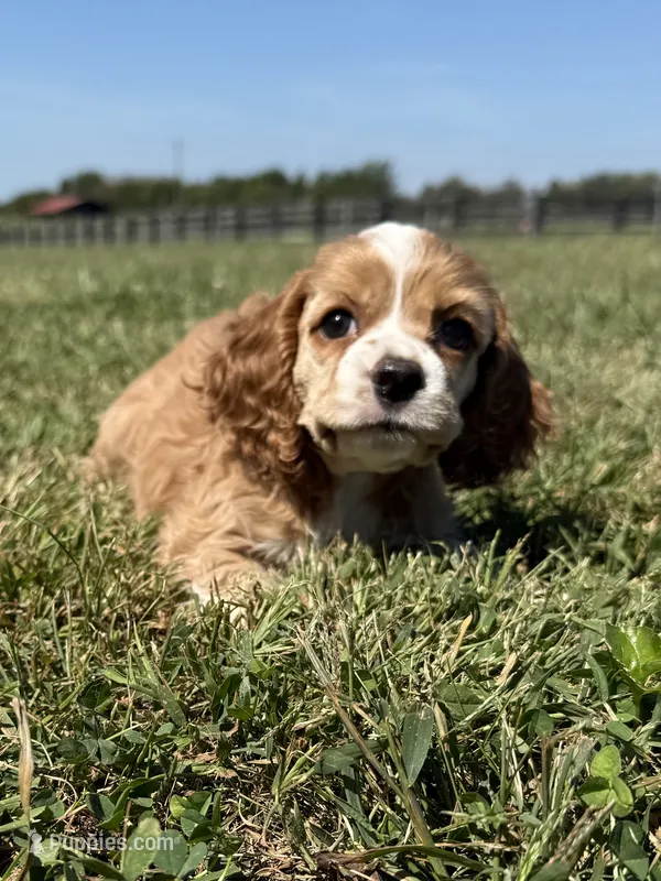 Lady – Cocker Spaniel puppy for sale in Lexington, KY