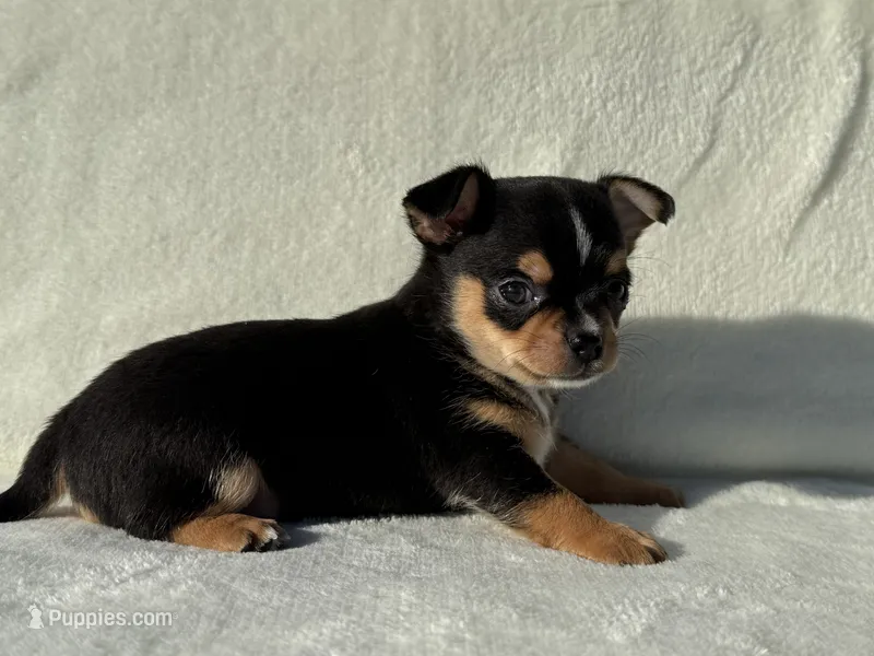 Buddy  – Chihuahua puppy for sale in Lexington, KY