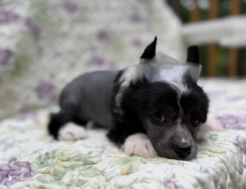 Dolly – Chinese Crested puppy for sale in Lexington, KY
