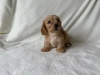 Peaches, a female Dachshund and Miniature Dachshund for sale in Lexington, KY – 3 of 4