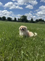 Walter, a male Pekingese for sale in Lexington, KY – 4 of 6